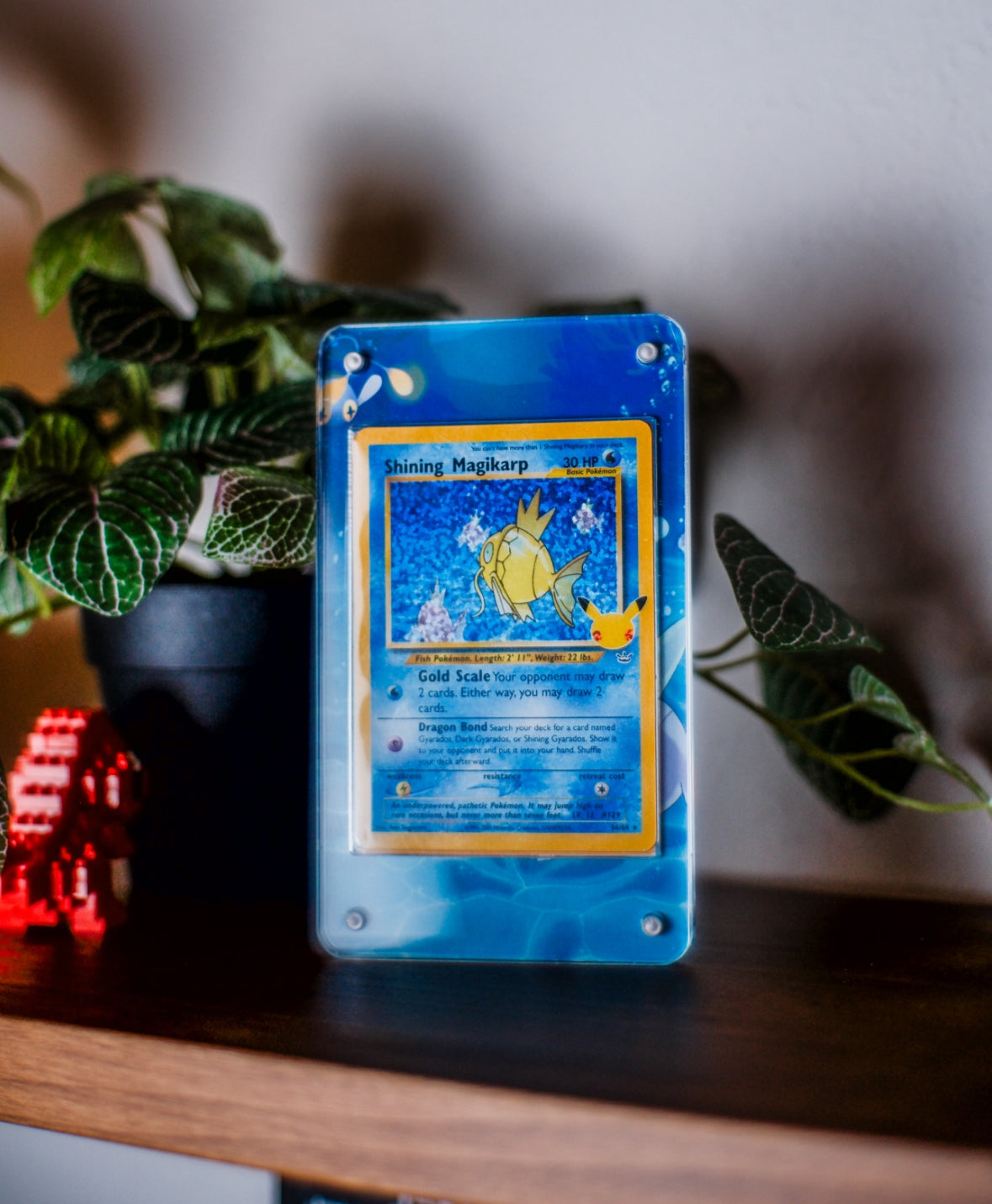 Shining Magikarp Extended Art Custom Pokemon Card Display Case GeeksStop Shining Magikarp Extended Art Custom Pokemon Card Display Case GeeksStop